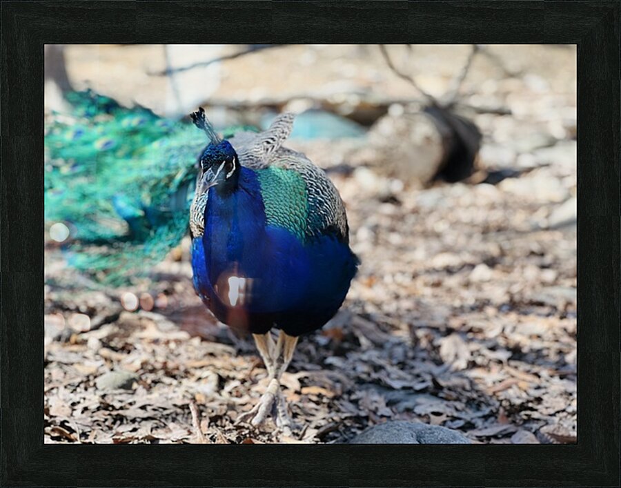 Peacock Picture Frame print