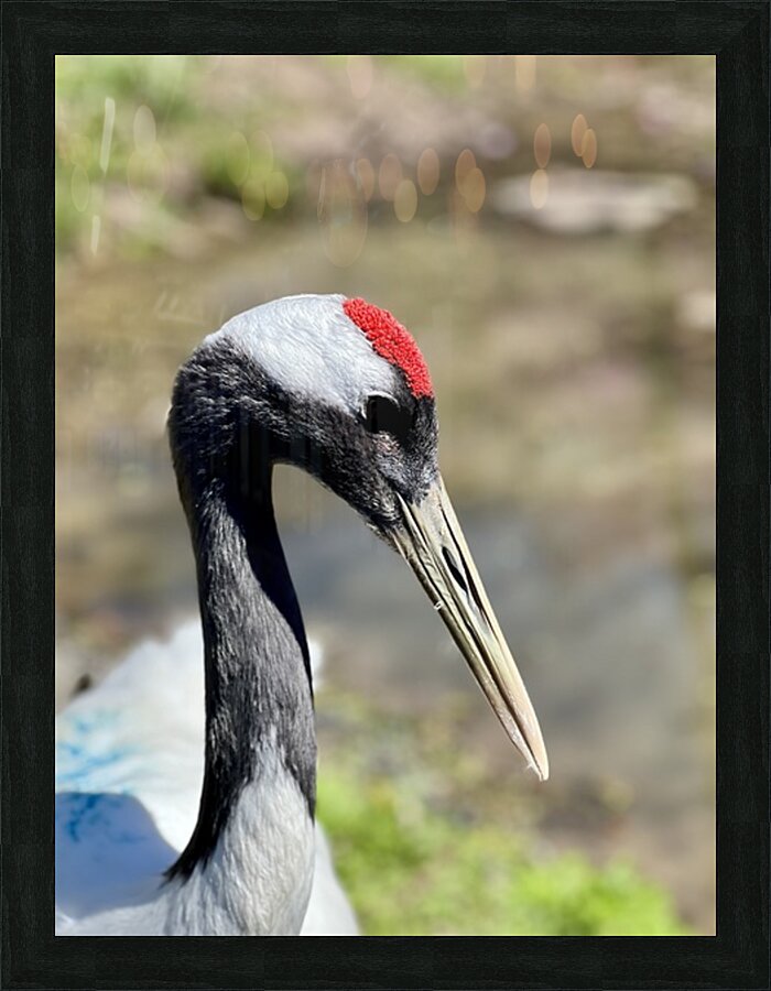 Red crowned crane Picture Frame print