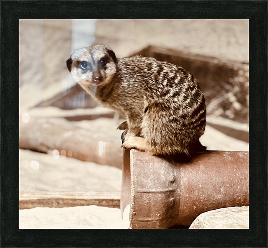 Happy Meerkat Picture Frame print