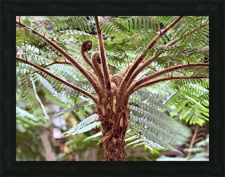 Sprouting life Picture Frame print