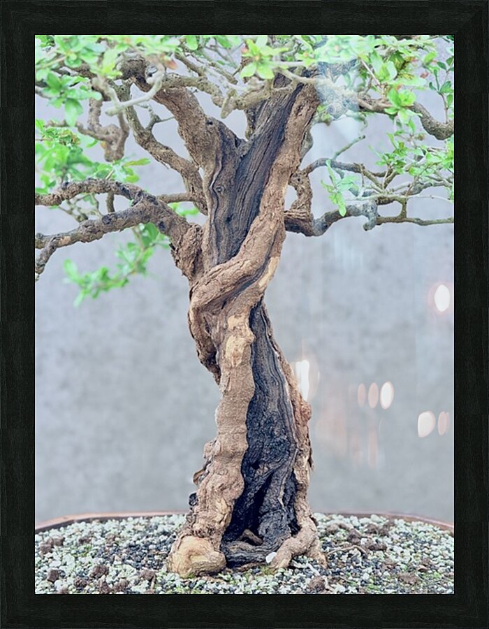 Twisted Bonsai Picture Frame print