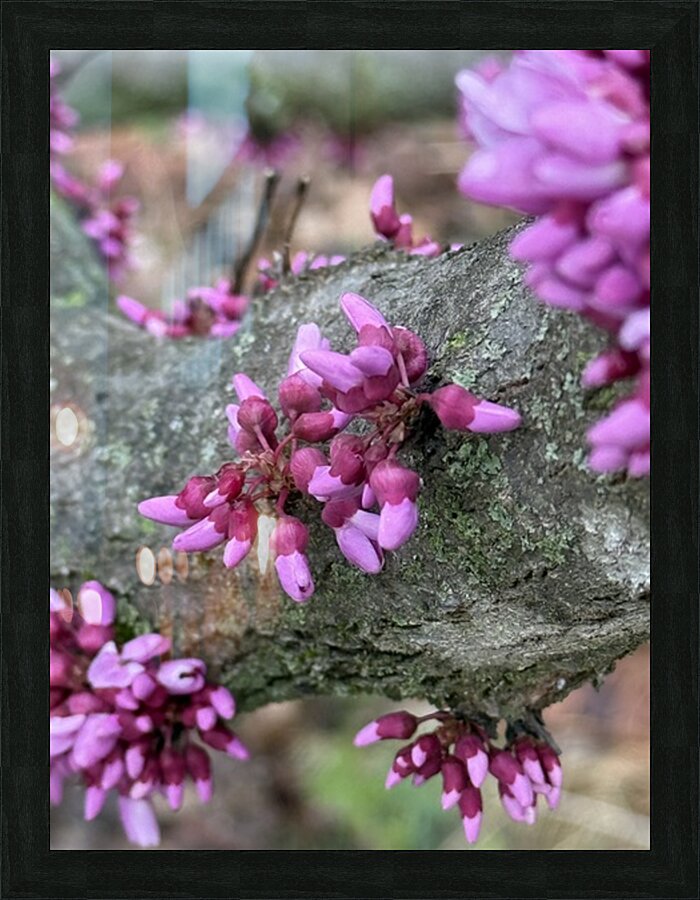 Beautiful buds Picture Frame print