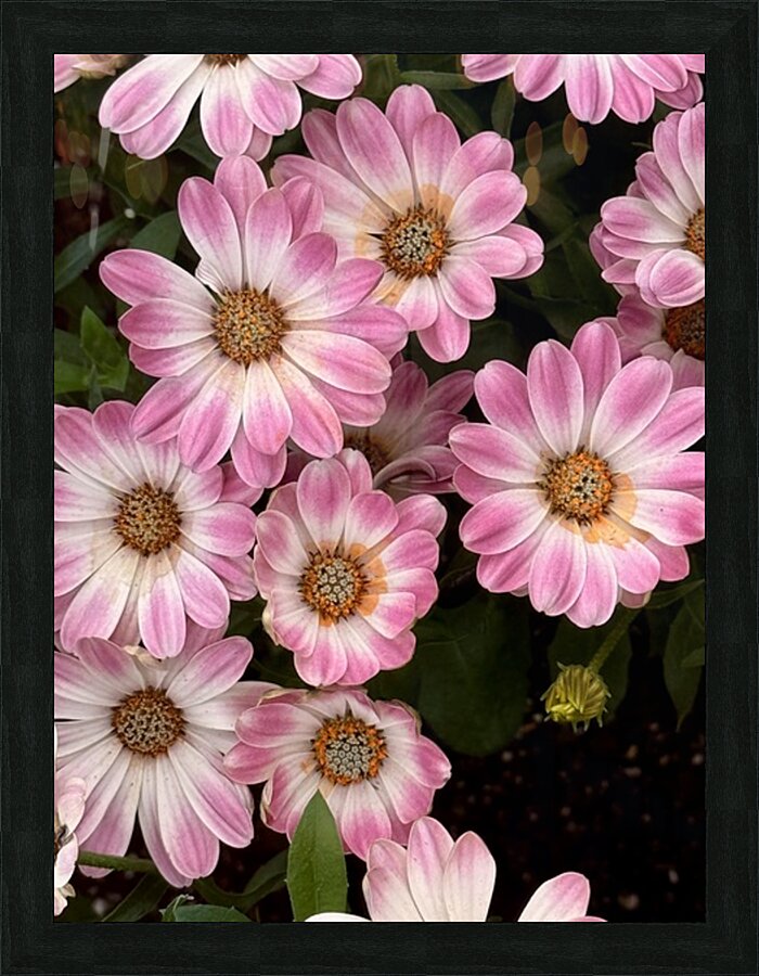 Pinkalicious Picture Frame print