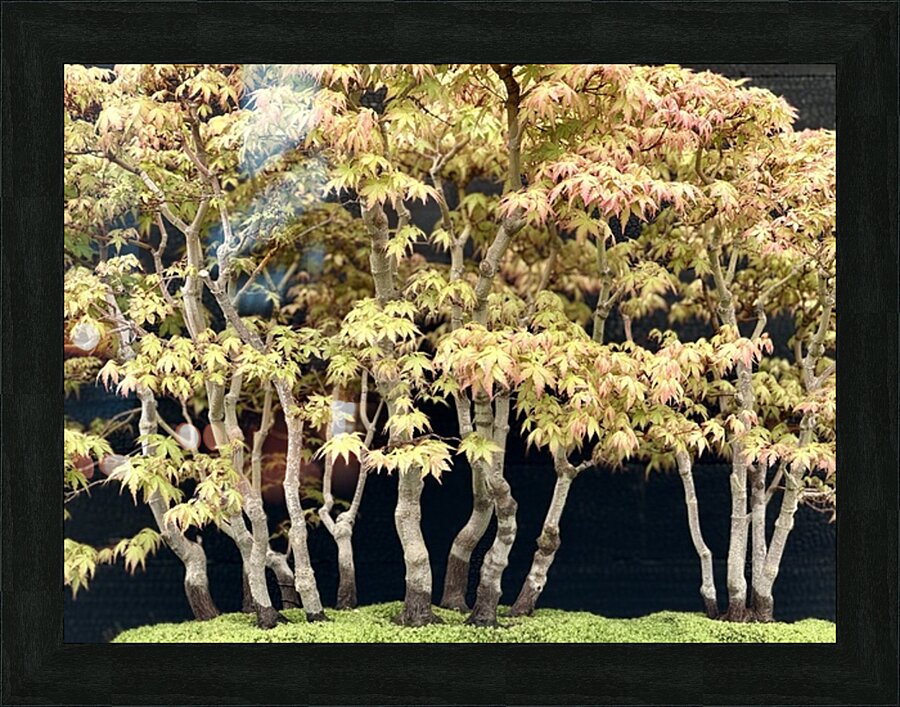 Forest for the trees Picture Frame print