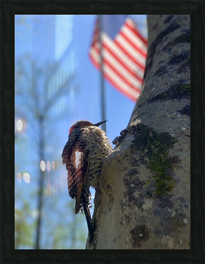 Freedom Picture Frame print