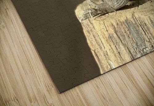Rock Iguana Ben Pettus puzzle