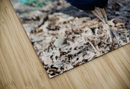 Peacock Ben Pettus puzzle