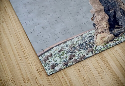 Twisted Bonsai Ben Pettus puzzle