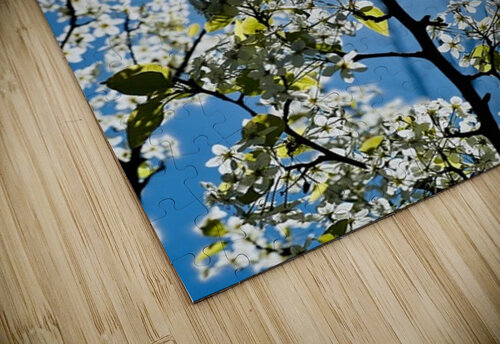High noon Ben Pettus puzzle