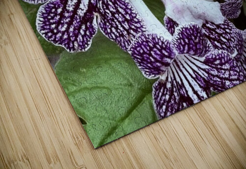 Spring’s bloom Ben Pettus puzzle