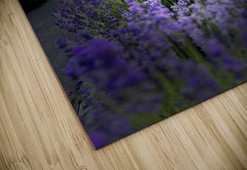 Fragrant Paradise Ben Pettus puzzle