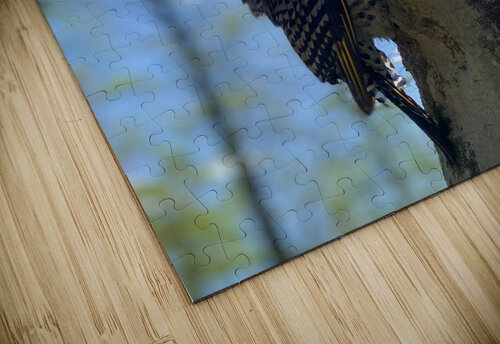 Freedom Ben Pettus puzzle