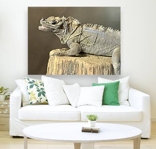 Rock Iguana Reproduction