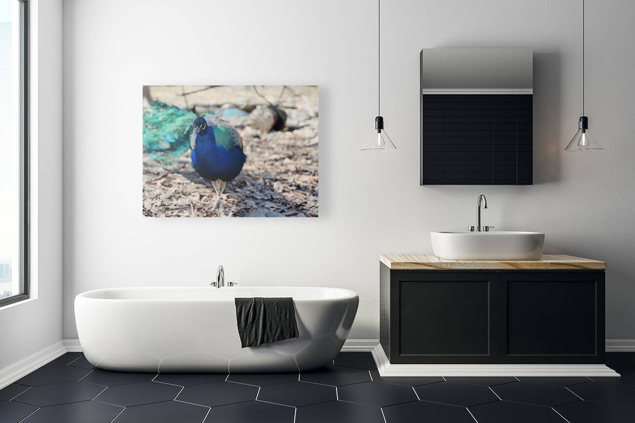 Peacock Reproduction