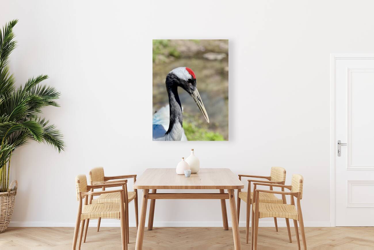 Red crowned crane Reproduction