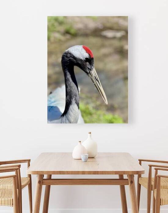 Red crowned crane Reproduction