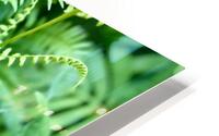 Verdant Beauty  HD Metal print