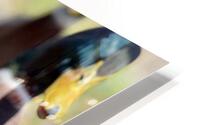  Beautiful Ducks HD Metal print