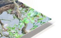 Twisted Bonsai HD Metal print