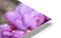 Beautiful buds HD Metal print