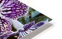 Spring’s bloom HD Metal print