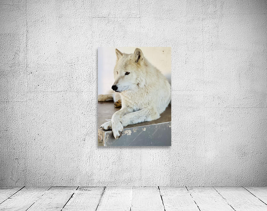 Arctic White Wolf Wall Preview
