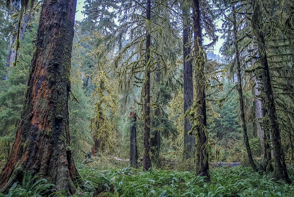 Hoh Rainforest Digital Download