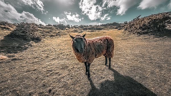 Faerie Circle Friend Digital Download