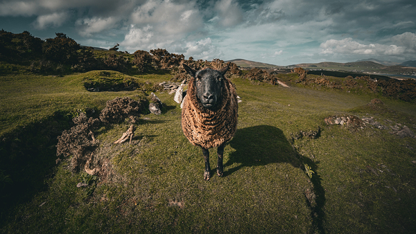 Sheep in the Faerie Circle Digital Download