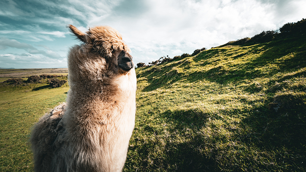Faerie Circle Téléchargement Numérique