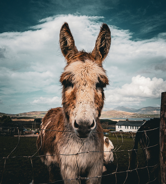 Faerie Circle II Digital Download