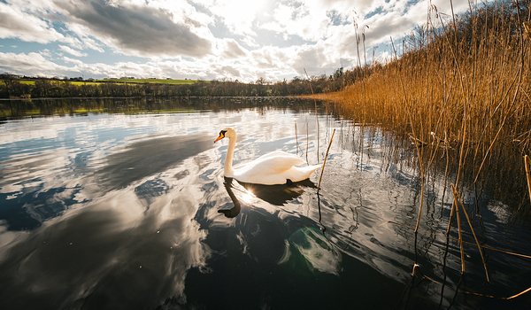 Swan Digital Download