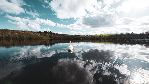 Swan I Digital Download