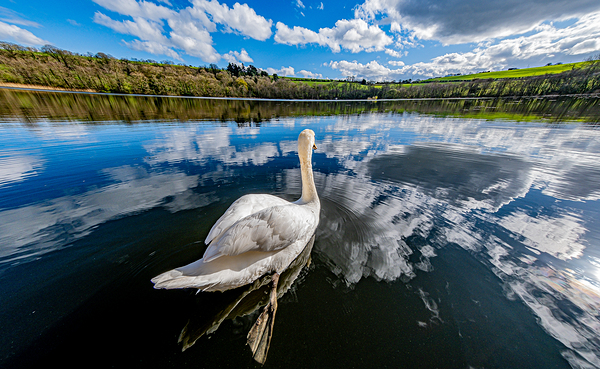 Swan II Digital Download