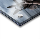 CCCI 6 Acrylic print