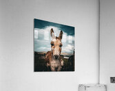 Faerie Circle II Acrylic Print