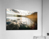 Swan Acrylic Print