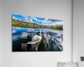Swan II Acrylic Print