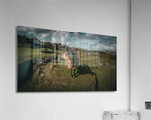 Sheep in the Faerie Circle Acrylic Print