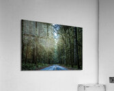 A Forest Acrylic Print