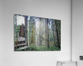Hoh Rainforest Acrylic Print