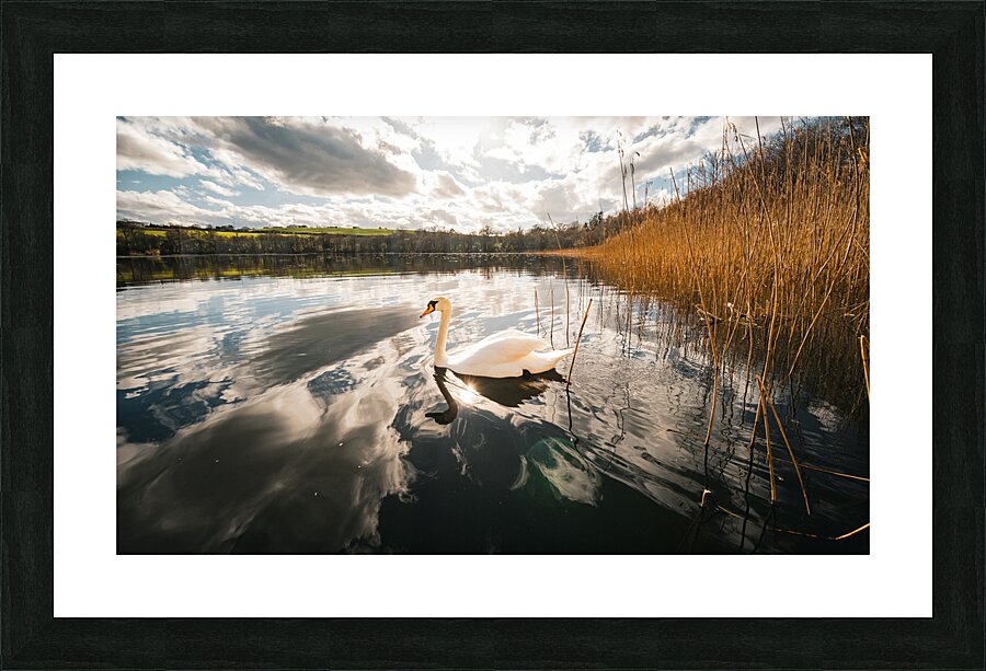 Swan Picture Frame print
