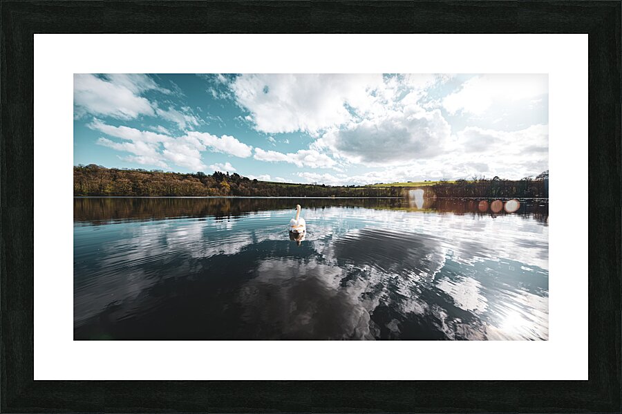 Swan I Picture Frame print