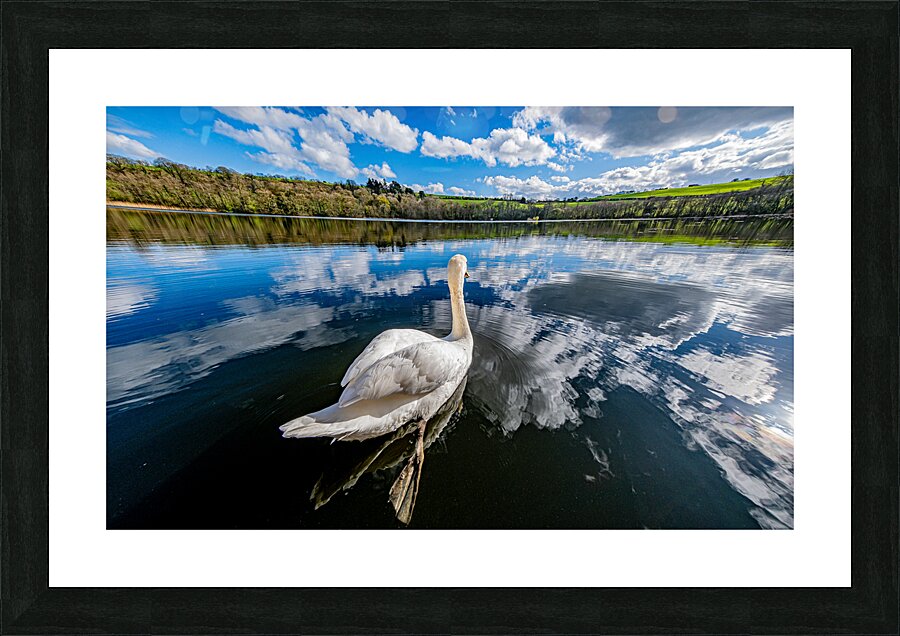 Swan II Picture Frame print