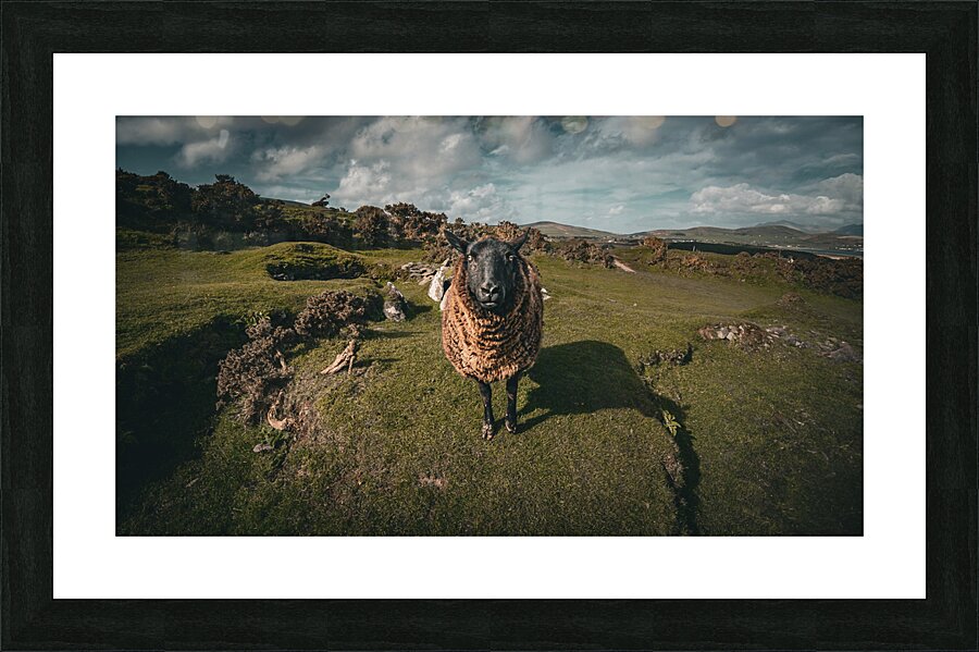 Sheep in the Faerie Circle Picture Frame print