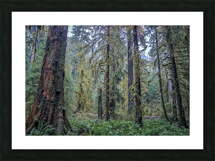 Hoh Rainforest Picture Frame print