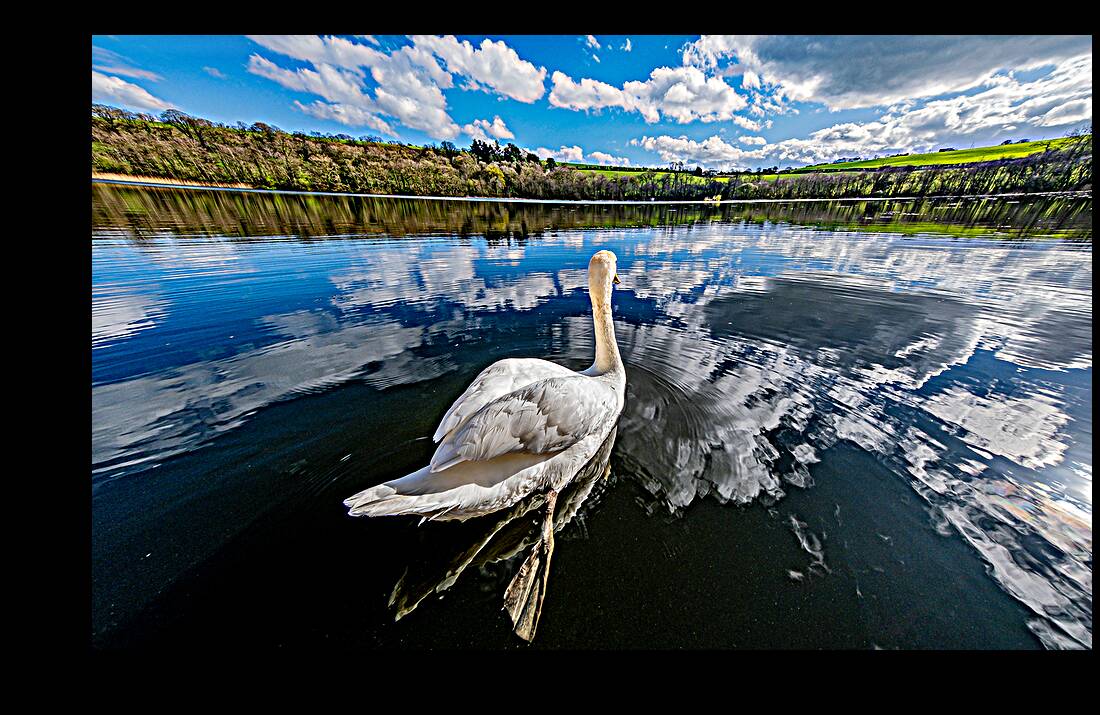 Swan II Reproduction