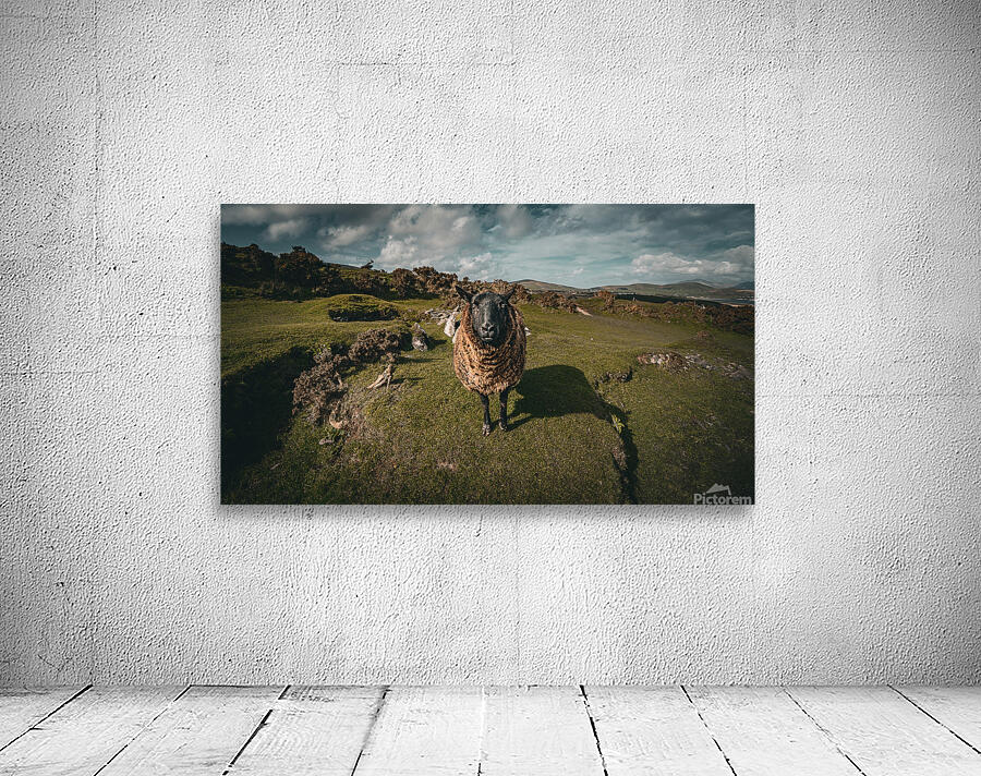 Sheep in the Faerie Circle Wall Preview