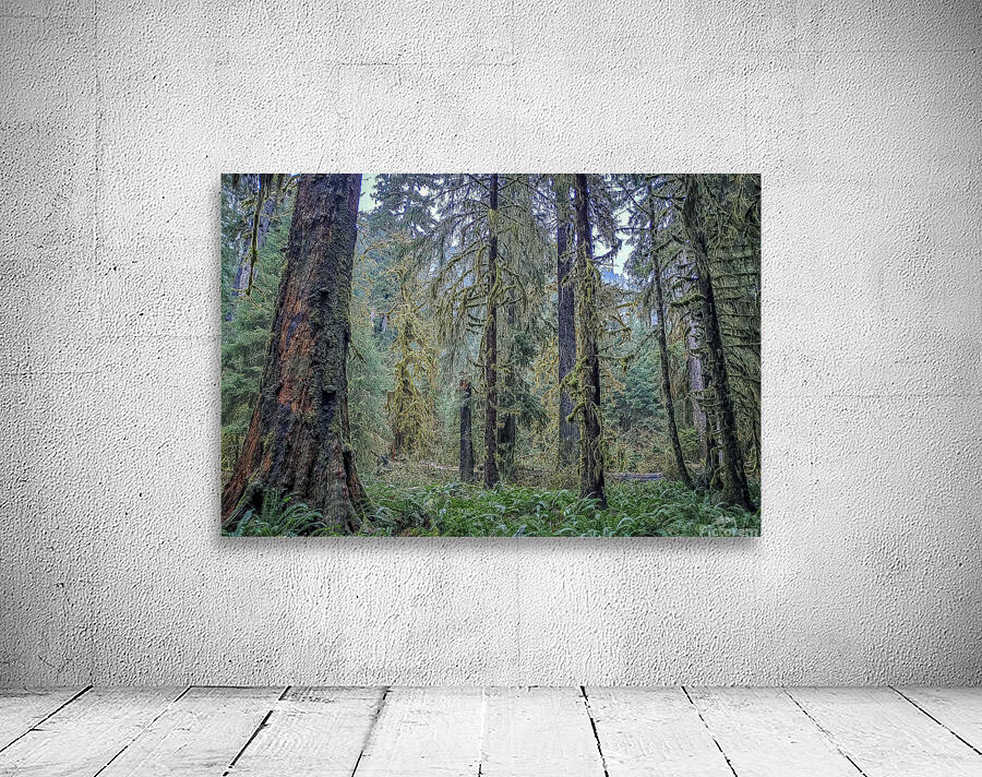 Hoh Rainforest Wall Preview