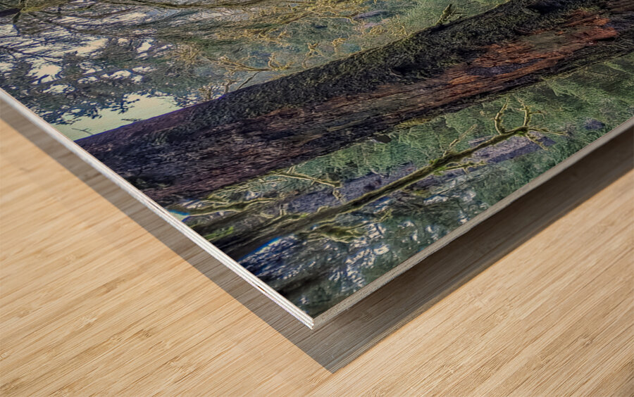 Hoh Rainforest Wood print